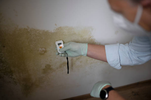 Mold Testing and Removal in Riverbend, WA