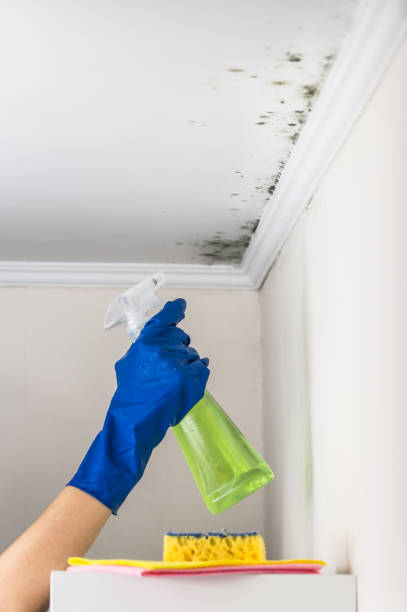 Professional Mold Removal in Riverbend, WA